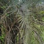 Butia noblickii