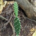 Opuntia triacanthos Leaf