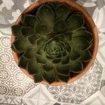 Echeveria agavoides Feuille