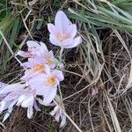 Colchicum alpinum Blomst