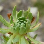Saxifraga exarata Hoja