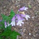 Penstemon smallii Flower