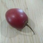 Solanum betaceum Fruit