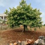 Castanea sativa Habit