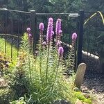 Liatris spicataFlower