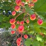 Viburnum sargentii Fruit