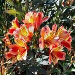 Alstroemeria spp. Агульны выгляд