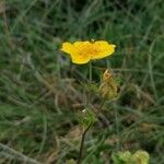 Potentilla grandiflora 花