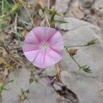 Convolvulus cantabrica花