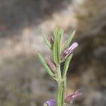 Micromeria graeca Leaf