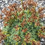 Saxifraga marginata Hábito