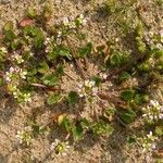 Cochlearia danica Habit