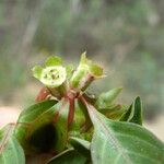 Ludwigia palustris Blüte