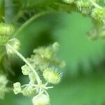 Urtica pilulifera फूल