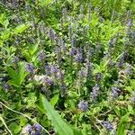 Ajuga genevensis Floro