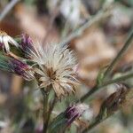 Symphyotrichum subulatum Květ