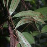 Microgramma thurnii Leaf