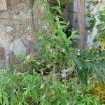 Aloysia citriodora Blad