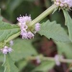 Lycopus europaeus Flower