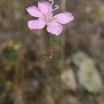 Dianthus virgineus 花