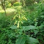 Phygelius aequalis Flower