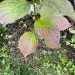 Cornus rugosa Blatt