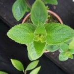 Sinningia incarnata Leaf