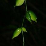 Helmontia leptantha Fruit