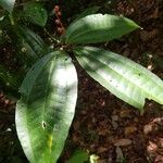 Miconia gracilis Hoja