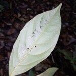 Lacistema grandifolium Folha