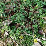 Corydalis flavula Habit