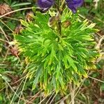 Aconitum napellusKvet