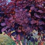 Cotinus coggygriaFuelha