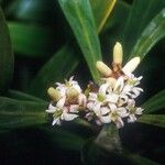 Garnieria spathulifolia Flor