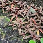 Cryptanthus zonatus Blad