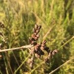 Juncus capitatus Fruto