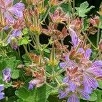 Geranium renardii Flower