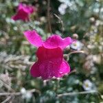 Antirrhinum australeКветка