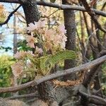 Dombeya rotundifolia Цвят