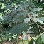 Aristotelia chilensis Fuelha