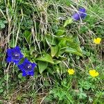 Gentiana alpina Hábitos