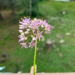 Allium stellatum Květ