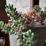 Sedum pachyphyllum List