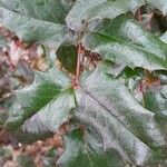 Berberis aquifolium Blatt