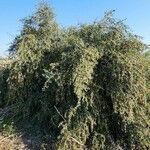 Ziziphus spina-christi Yeri