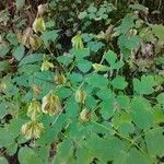 Thalictrum aquilegiifolium Плод