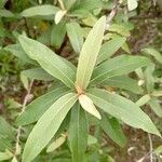 Tarchonanthus camphoratus Leaf