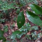 Licania parvifructa Folla