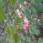 Euonymus atropurpureus Fruit