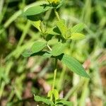 Hypericum punctatum List